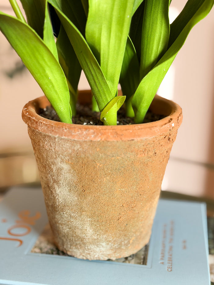 Blanc Box Tall Cream Dutch Tulip Pot-23”