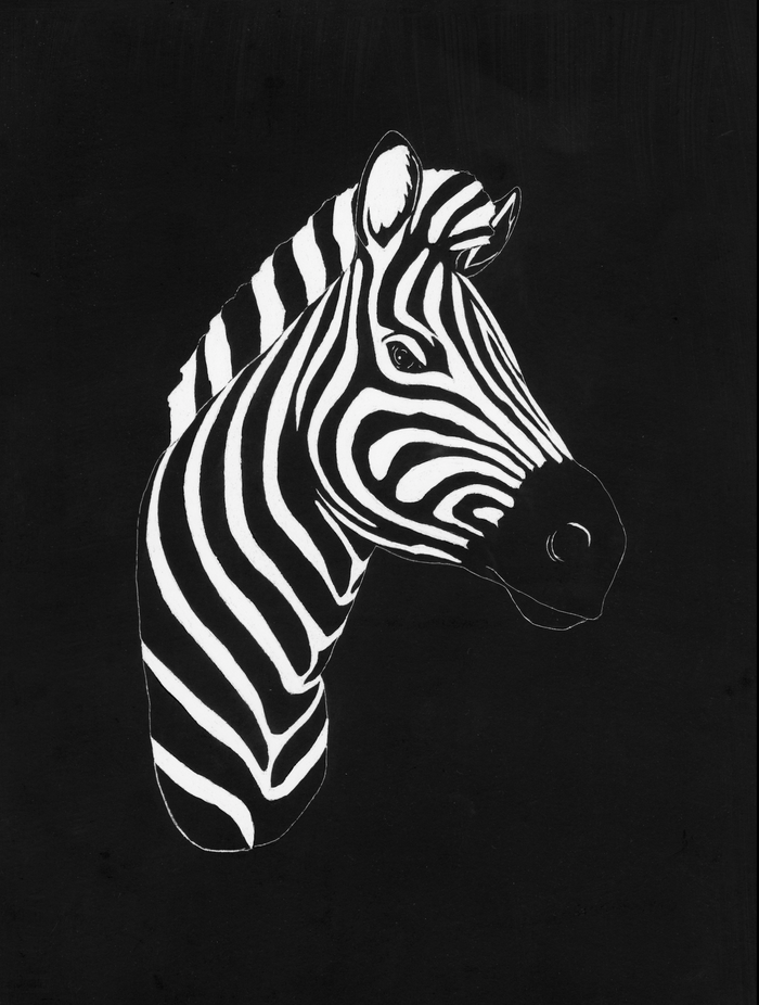 "Zebra" Print by Anna Doughty